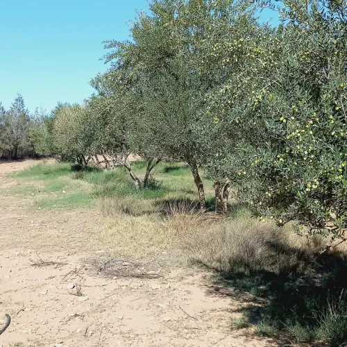 Vente Terrain Agricole Djelfa Ain oussara