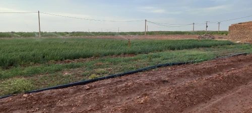 Vente Terrain Agricole Djelfa Had sahary