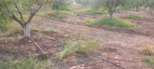 Vente Terrain Agricole Djelfa Had sahary