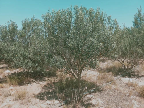 Vente Terrain Agricole Djelfa Charef