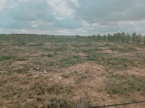 Vente Terrain Agricole Djelfa Ain oussara