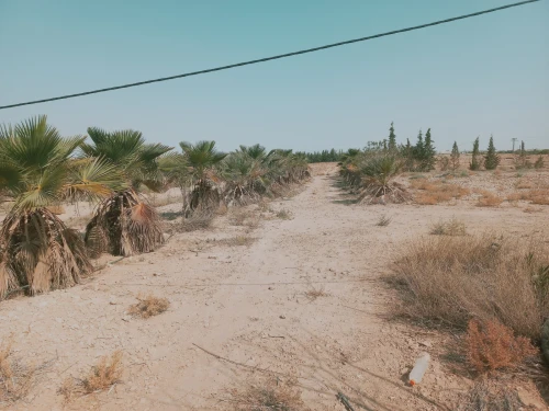 Vente Terrain Agricole Djelfa Ain oussara