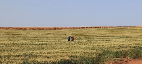 Vente Terrain Agricole Djelfa Djelfa