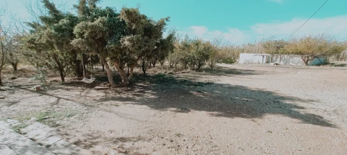 Vente Terrain Agricole Djelfa Djelfa