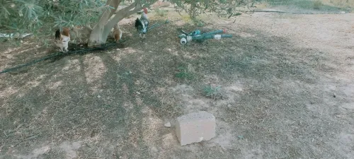 Vente Terrain Agricole Djelfa Zaafrane
