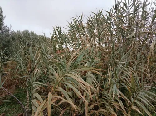 Vente Terrain Agricole Djelfa Djelfa