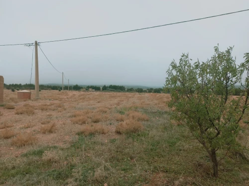 Vente Terrain Agricole Djelfa Djelfa