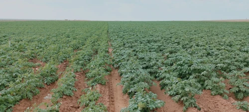 Vente Terrain Agricole Djelfa Birine