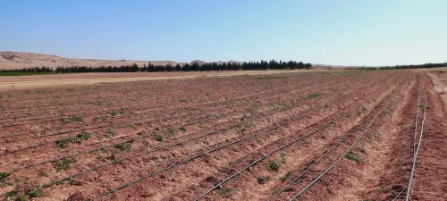Vente Terrain Agricole Djelfa Djelfa