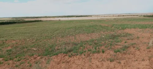 Vente Terrain Agricole Djelfa Had sahary