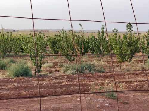 Vente Terrain Agricole Djelfa Hassi bahbah