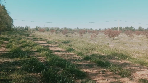 Vente Terrain Agricole Djelfa Ain oussara