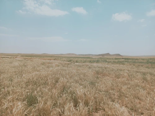 Vente Terrain Agricole Djelfa Djelfa