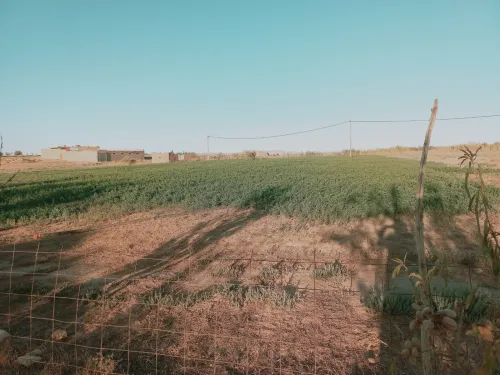 Vente Terrain Agricole Djelfa Djelfa