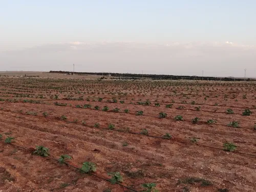 Vente Terrain Agricole Djelfa Hassi bahbah