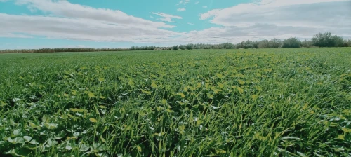 Vente Terrain Agricole Djelfa Birine