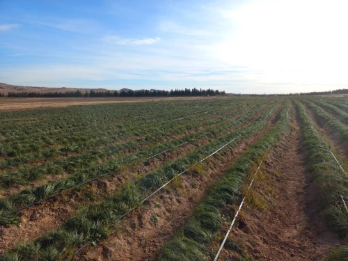 Vente Terrain Agricole Djelfa Djelfa