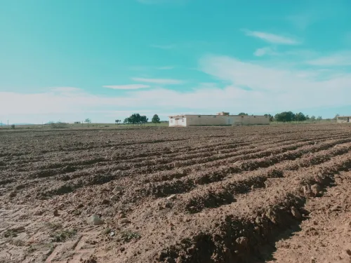 Vente Terrain Agricole Djelfa Had sahary