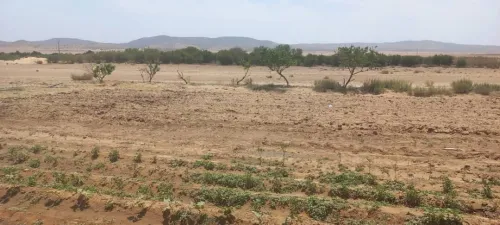 Vente Terrain Agricole Djelfa Djelfa