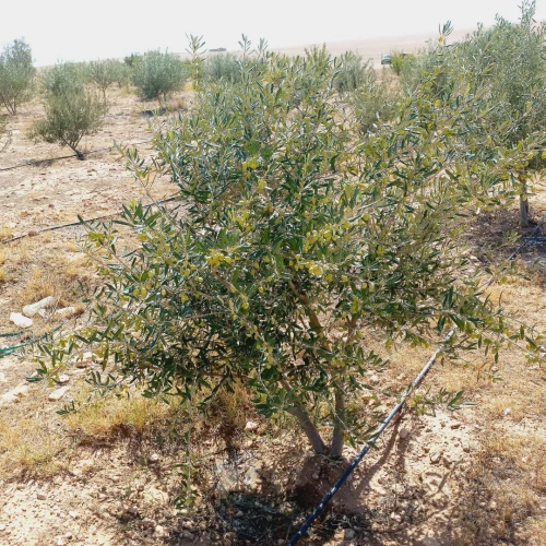 Vente Terrain Agricole Djelfa Birine