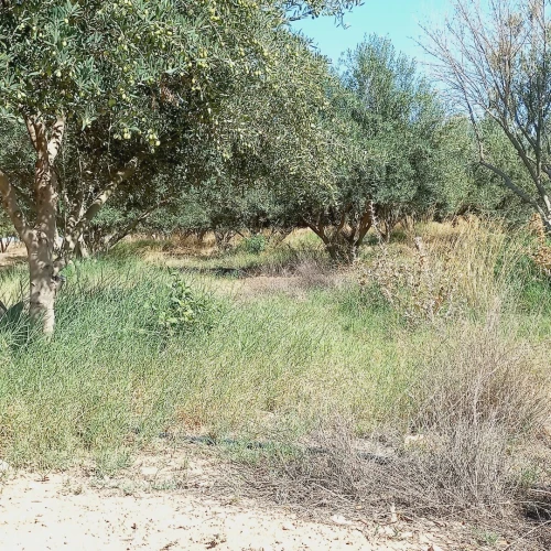 Vente Terrain Agricole Djelfa Ain oussara