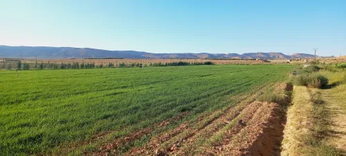 Vente Terrain Agricole Djelfa Djelfa