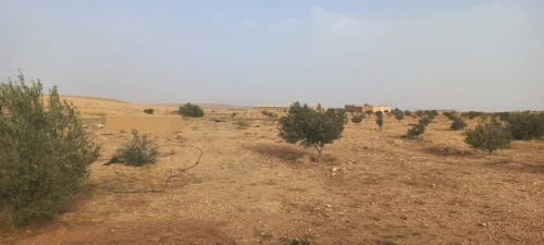 Vente Terrain Agricole Djelfa Had sahary