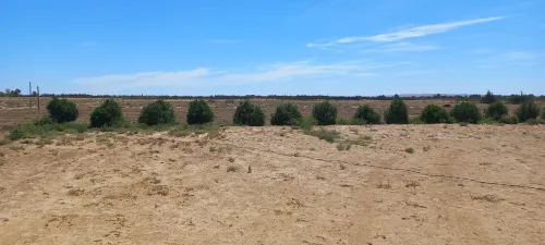 Vente Terrain Agricole Djelfa Zaafrane