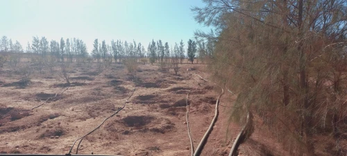 Vente Terrain Agricole Djelfa Djelfa