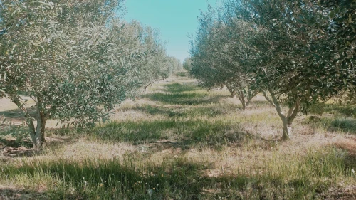Vente Terrain Agricole Djelfa Ain oussara