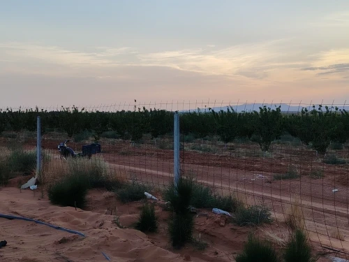 Vente Terrain Agricole Djelfa Hassi bahbah