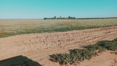 Vente Terrain Agricole Djelfa Birine
