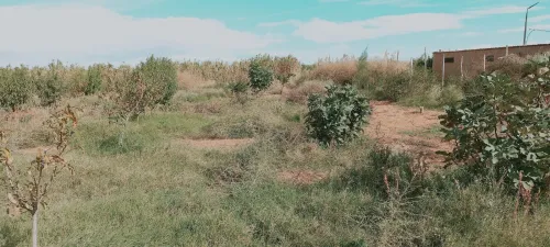 Vente Terrain Agricole Djelfa Birine