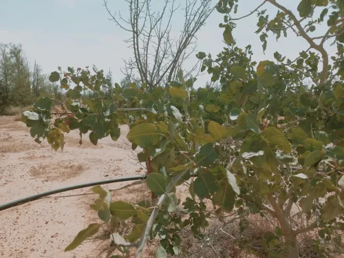 Vente Terrain Agricole Djelfa Ain oussara