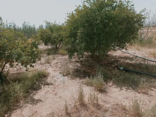 Vente Terrain Agricole Djelfa Ain oussara
