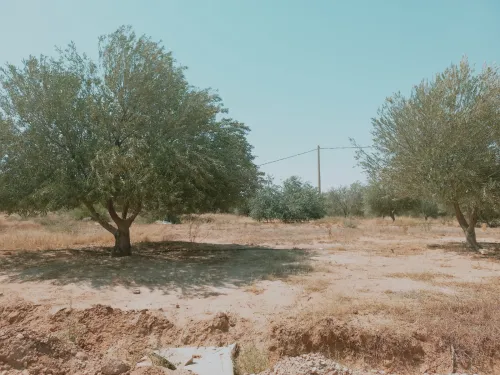 Vente Terrain Agricole Djelfa Birine