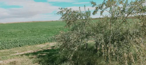 Vente Terrain Agricole Djelfa Birine