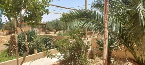 Vente Terrain Agricole Djelfa Djelfa