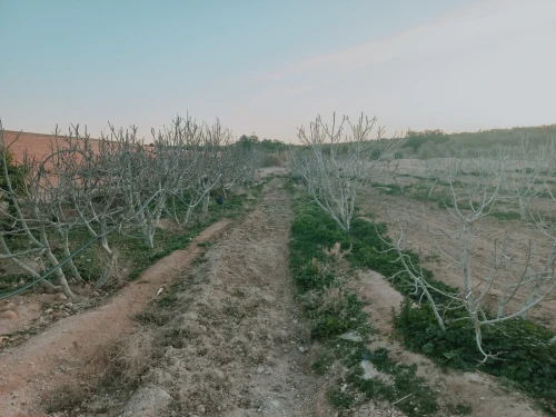 Vente Terrain Agricole Djelfa Charef