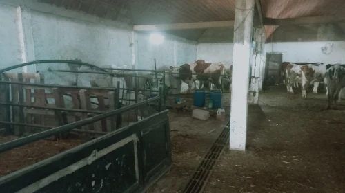 Vente Terrain Agricole Djelfa Had sahary