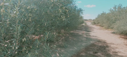 Vente Terrain Agricole Djelfa Zaafrane