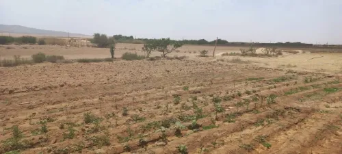 Vente Terrain Agricole Djelfa Djelfa