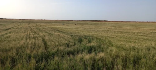 Vente Terrain Agricole Djelfa Djelfa