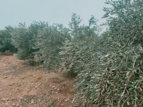 Vente Terrain Agricole Djelfa Djelfa