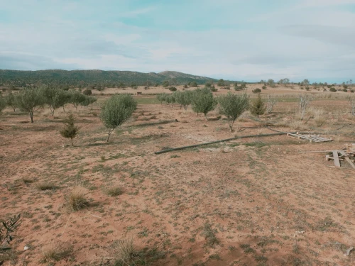 Vente Terrain Agricole Djelfa Djelfa