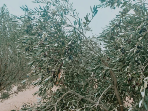Vente Terrain Agricole Djelfa Djelfa
