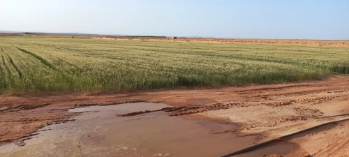 Vente Terrain Agricole Djelfa Djelfa