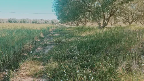 Vente Terrain Agricole Djelfa Ain oussara