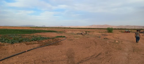 Vente Terrain Agricole Djelfa Had sahary