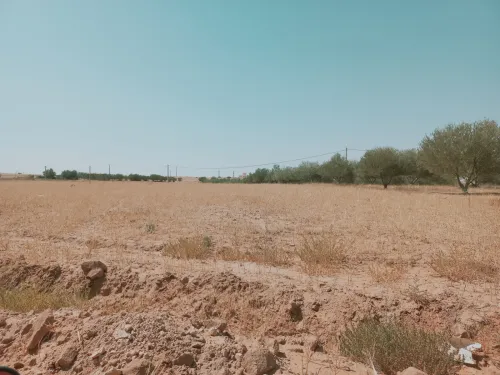 Vente Terrain Agricole Djelfa Birine